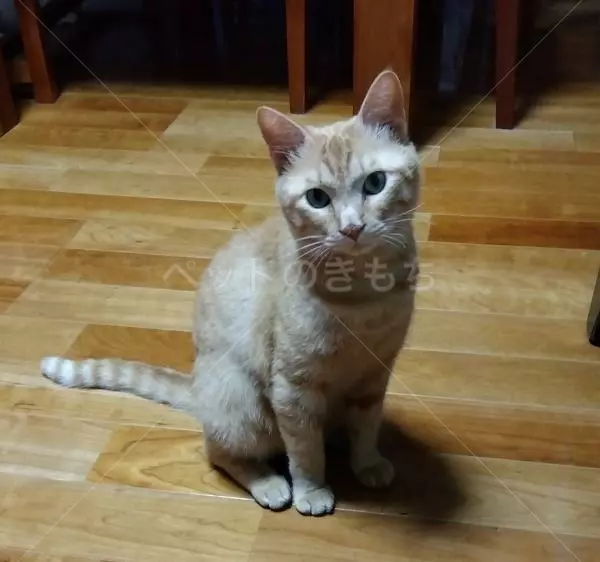 迷子猫の画像