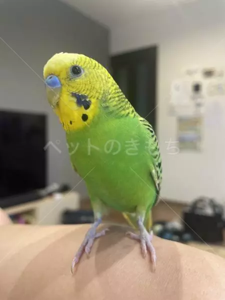 迷子鳥の画像