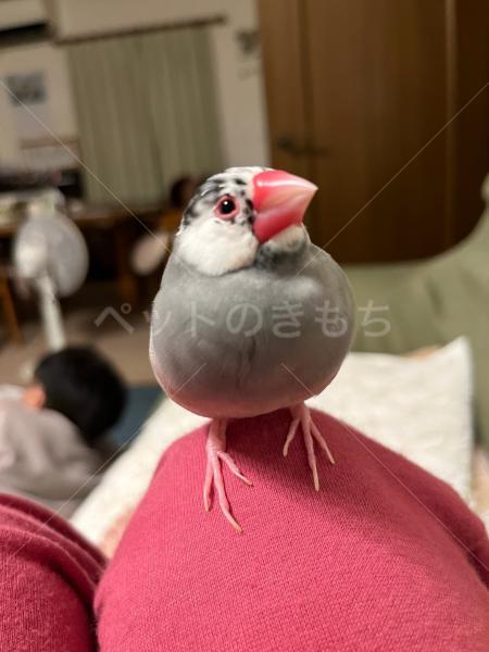 迷子鳥の画像