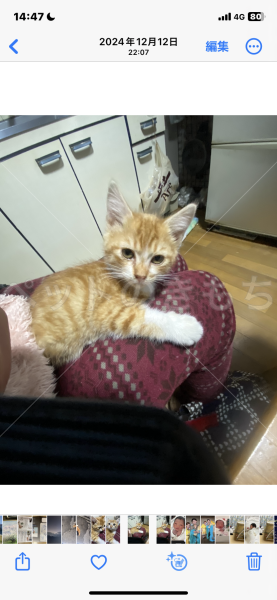 迷子猫の画像