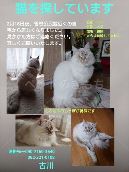 迷子猫の画像