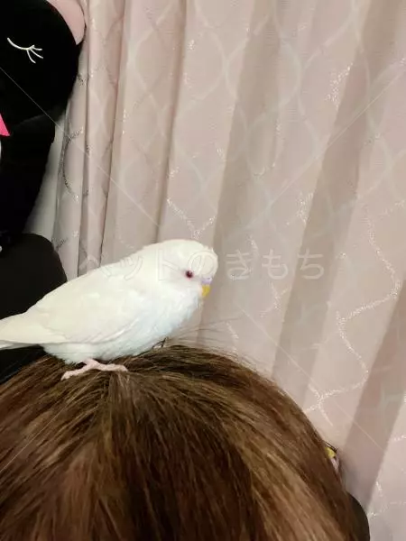 迷子鳥の画像