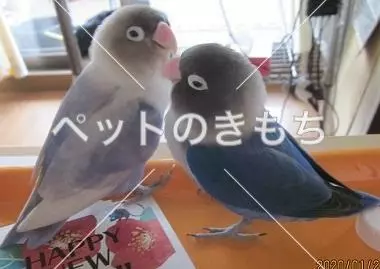迷子鳥の画像