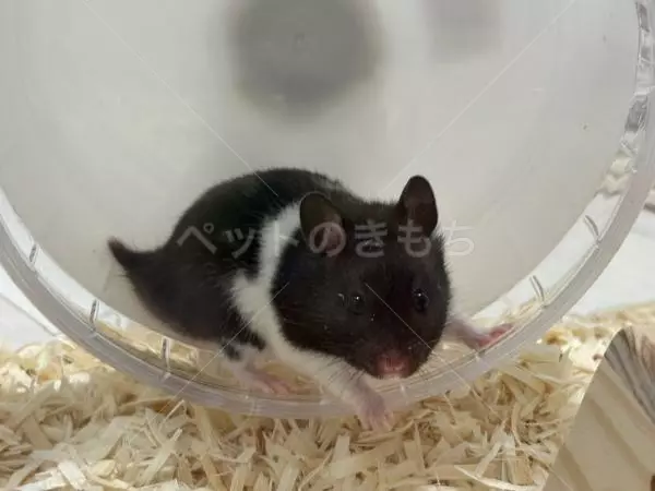 迷子ペットの画像