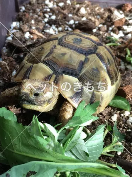 迷子ペットの画像