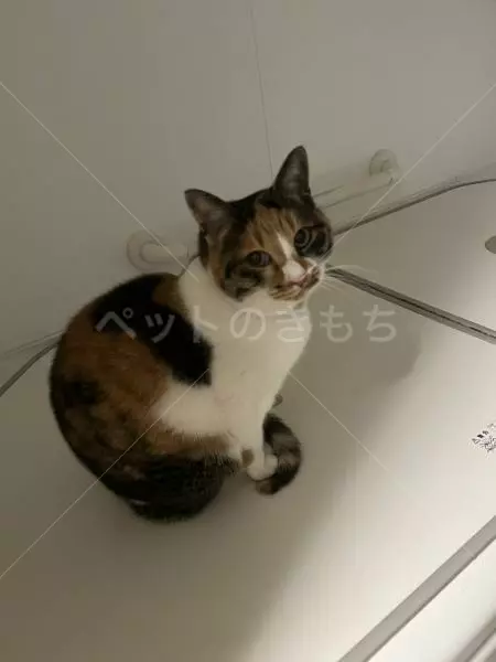 迷子猫の画像