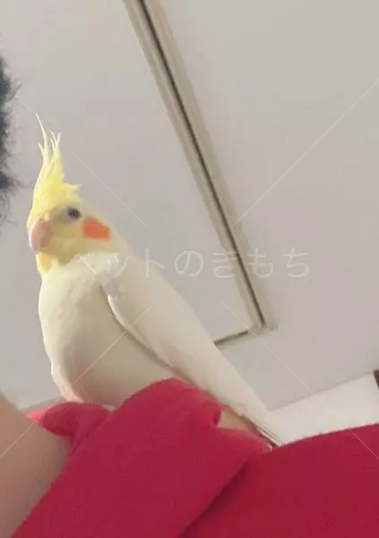 迷子鳥の画像