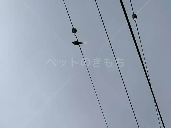 保護鳥の画像