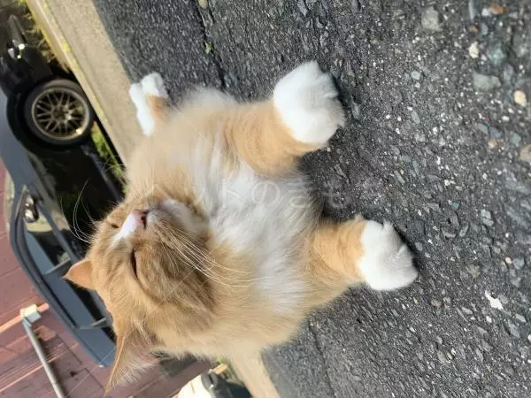 迷子猫の画像