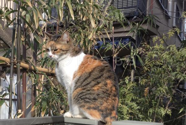 迷子猫の画像