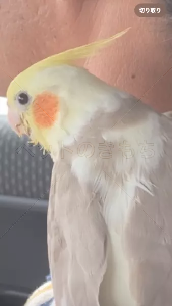 迷子鳥の画像