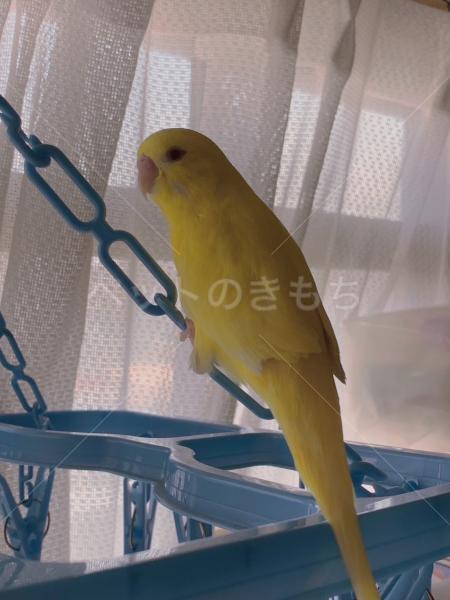 迷子鳥の画像