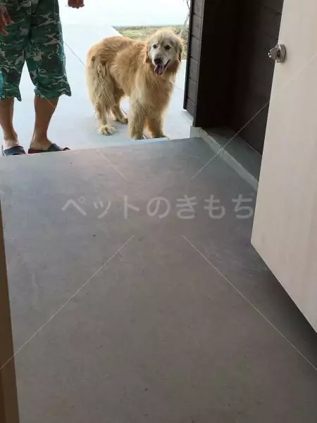 保護犬の画像