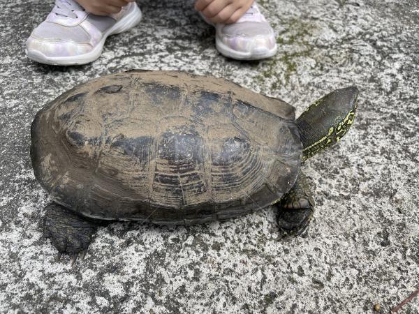 保護ペットの画像