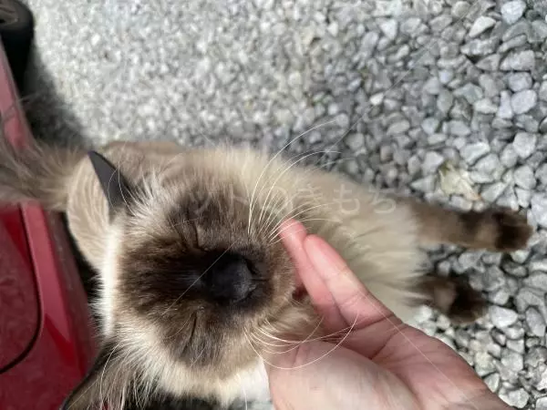 コメントの画像