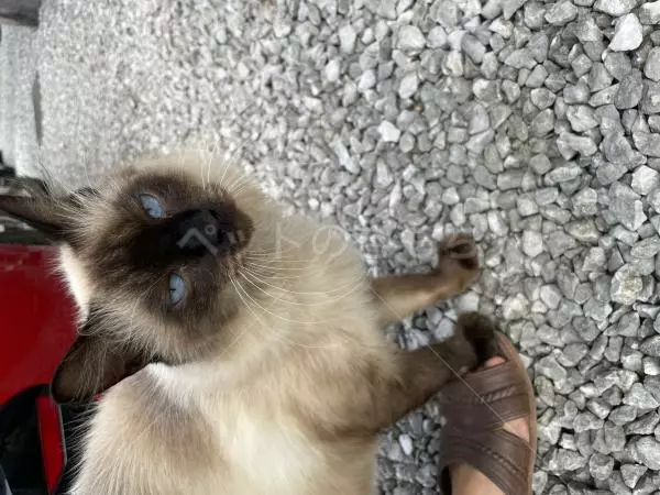 コメントの画像