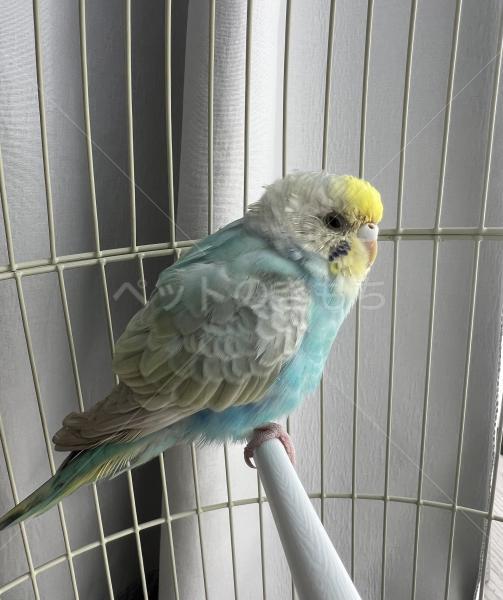 保護鳥の画像