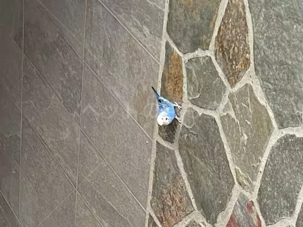 コメントの画像