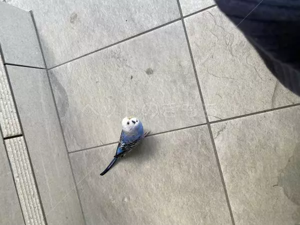 コメントの画像