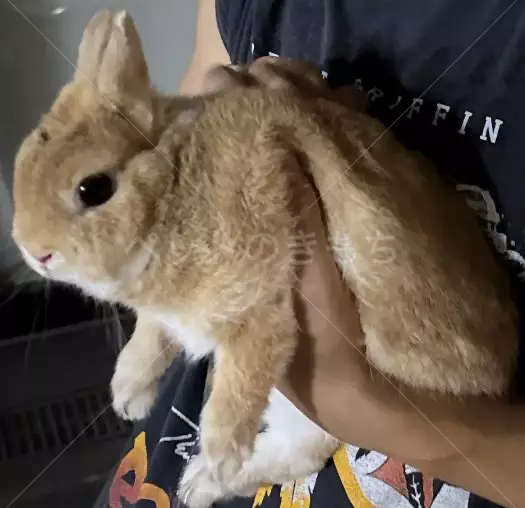 保護ペットの画像