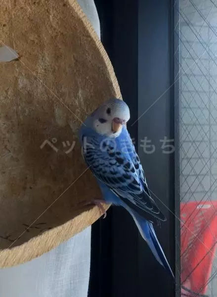 迷子鳥の画像