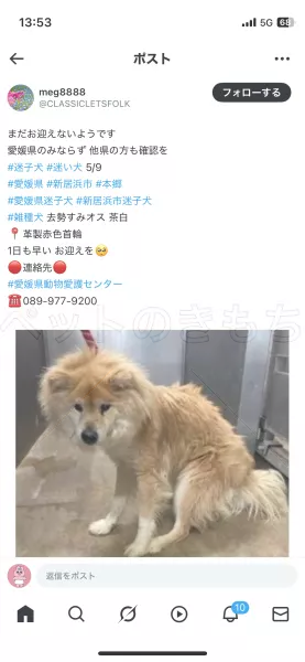 迷子犬の画像