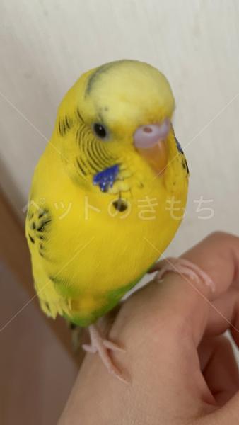 迷子鳥の画像