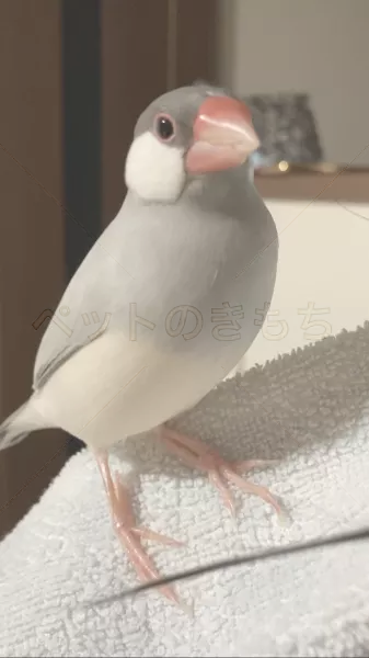 迷子鳥の画像