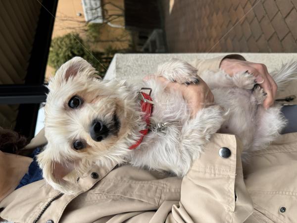 保護犬の画像