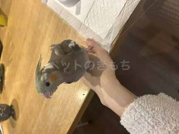 迷子鳥の画像