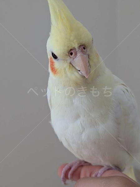 迷子鳥の画像