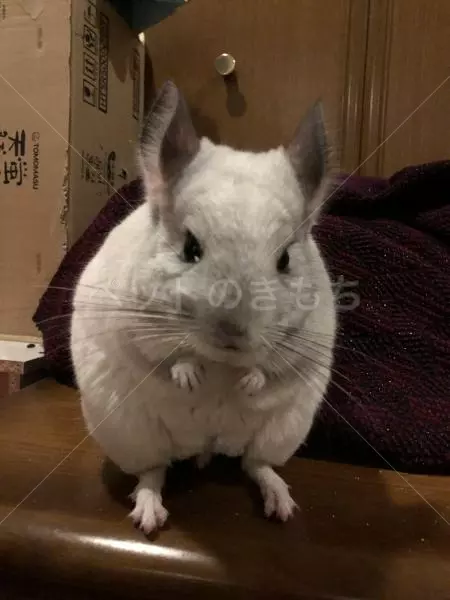 迷子ペットの画像