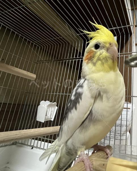 迷子鳥の画像
