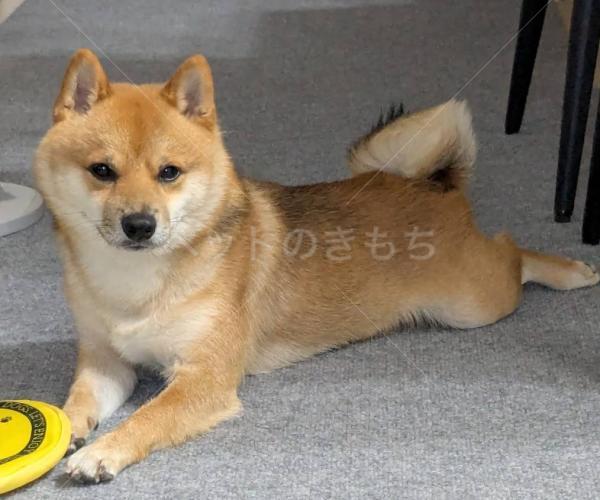 迷子犬の画像