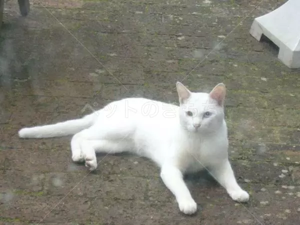迷子猫の画像