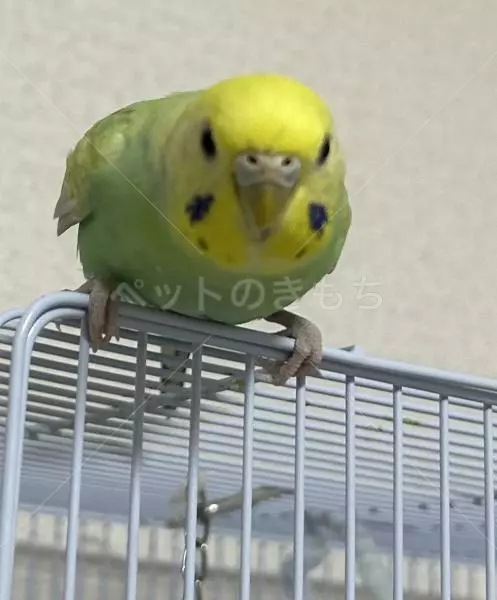 迷子鳥の画像
