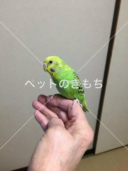 迷子鳥の画像