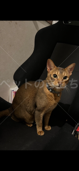 迷子猫の画像
