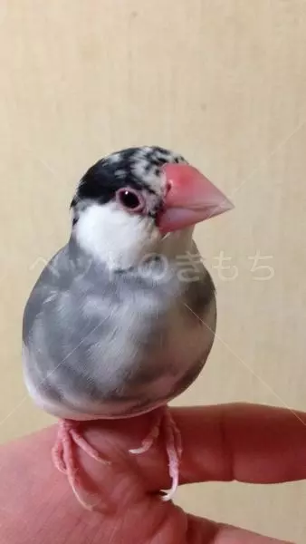 迷子鳥の画像