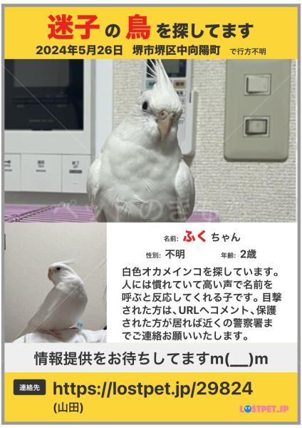 迷子鳥の画像