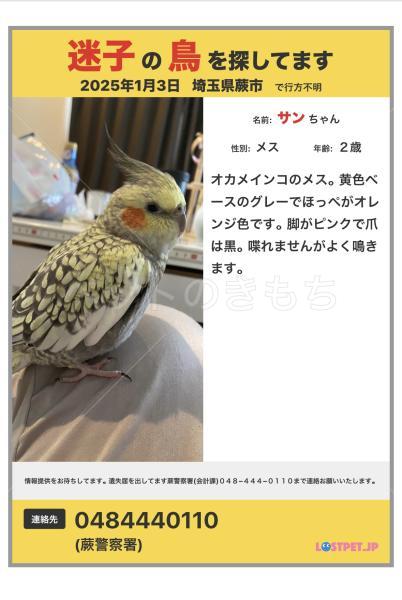 迷子鳥の画像