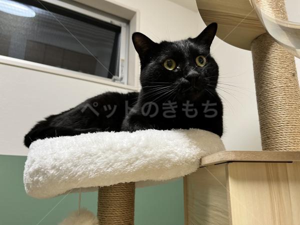 迷子猫の画像