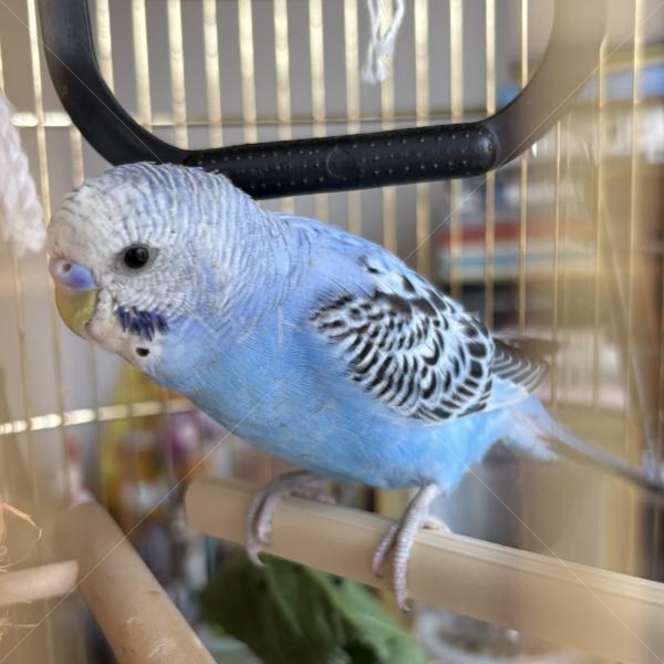 迷子鳥の画像