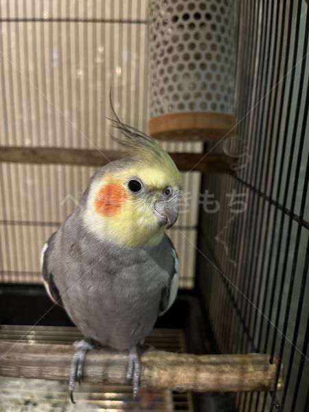 迷子鳥の画像