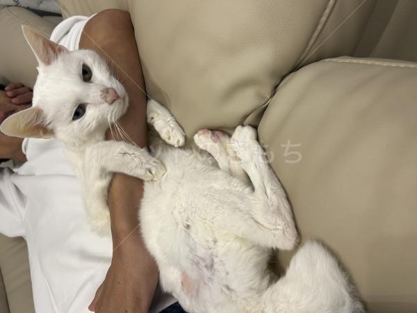 迷子猫の画像
