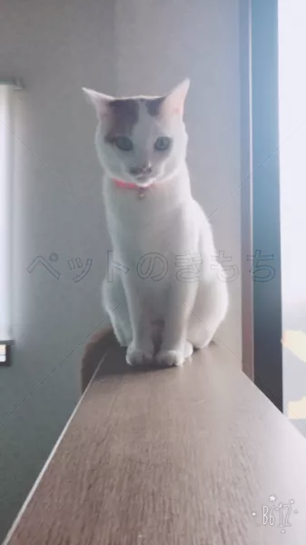 迷子猫の画像