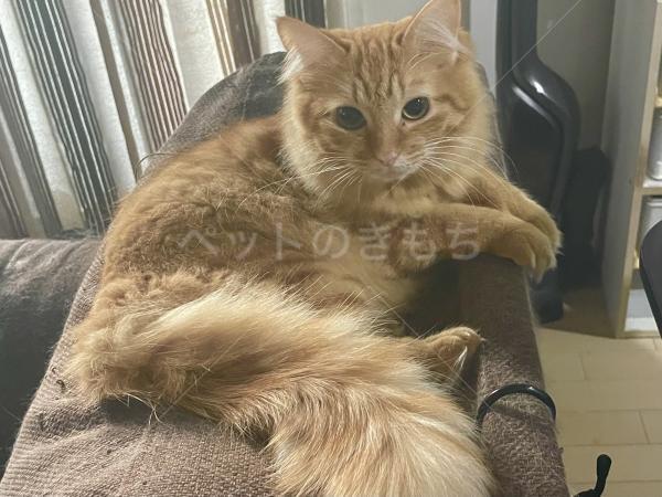 迷子猫の画像