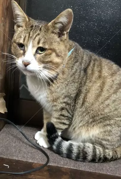 迷子猫の画像
