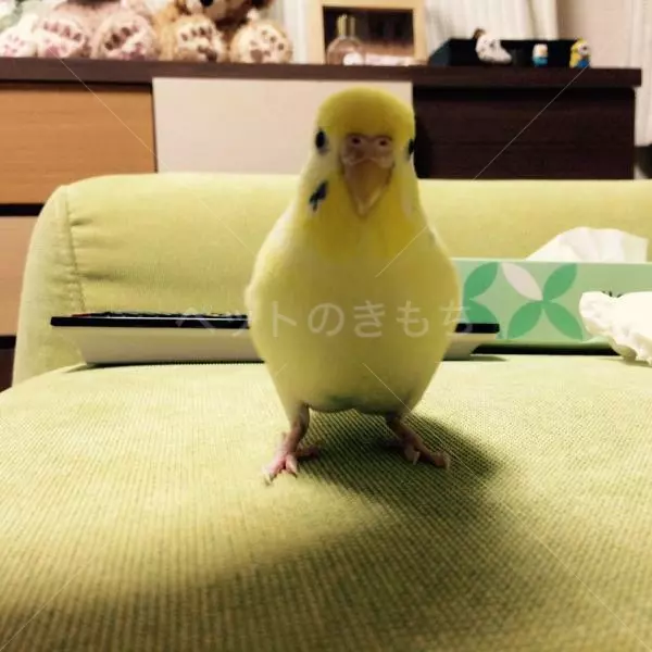 迷子鳥の画像