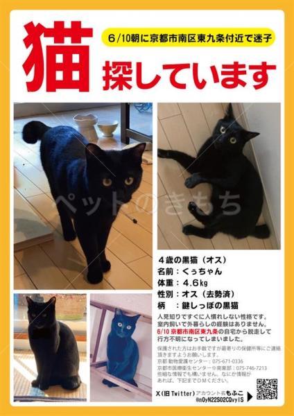 迷子猫の画像